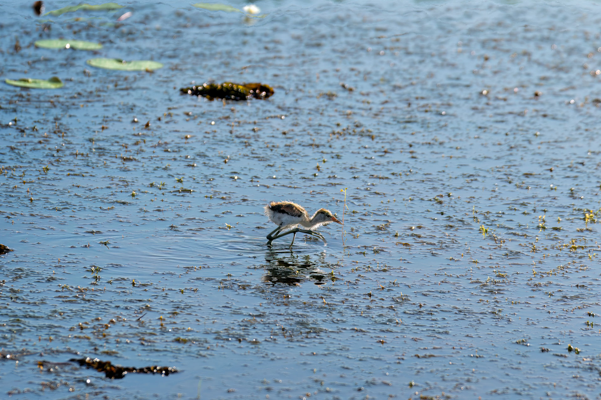 Kakadu National Park - Bootstour im Yellow Water Billabong - junger Kamm-Hauben-Jacana